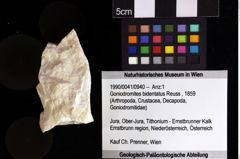 Foto (Objket + Etiketten) von Goniodromites bidentatus (Reuss, 1859) 